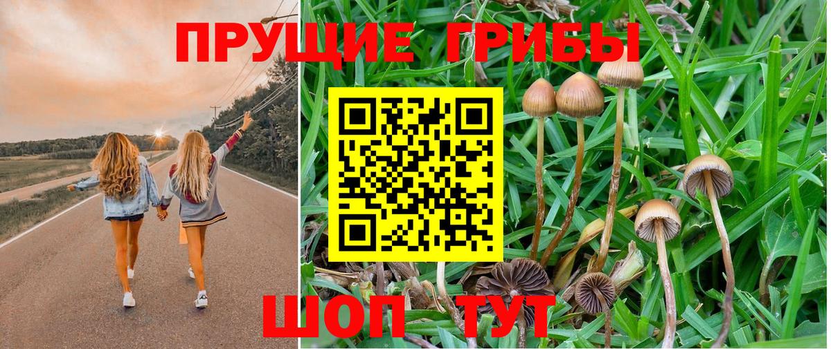 Галлюциногенные грибы Psilocybe Волжский